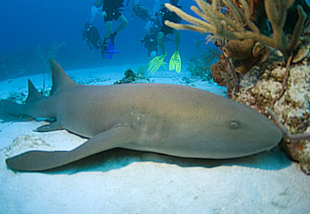 tiburon nodriza